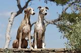 WHIPPET 040